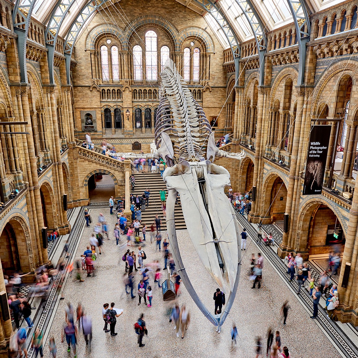 Record-breaking visitor numbers for the Natural History Museum in London and Dippy on Tour | Natural History Museum
