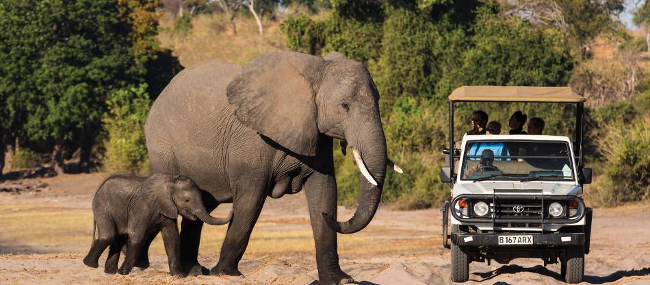 Wildlife Safari Tours & Trips | Africa, Galapagos & More | World Expeditions