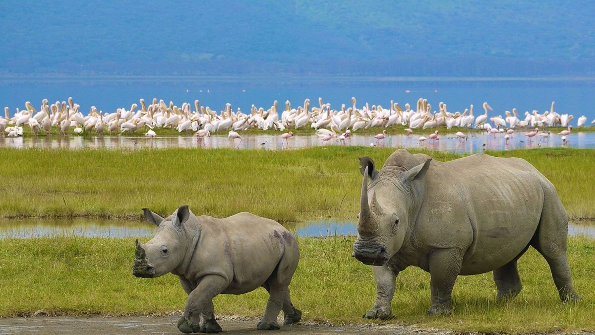 LAKE NAKURU - 2023 What to Know BEFORE You Go (with Photos)