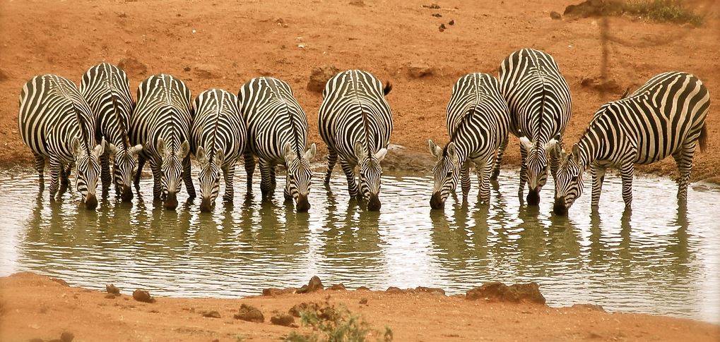 Tsavo west national park | Kenya national parks | Kenya wildlife safari
