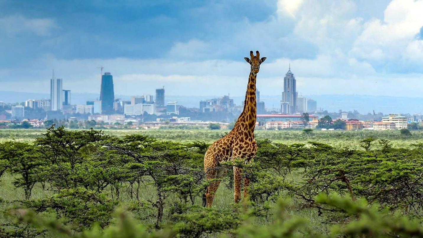 1 Day Nairobi National Park Tour | Nairobi National Park Safari