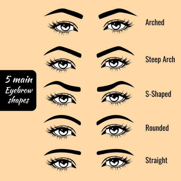 90+ Drawing Of Different Types Of Eyebrows Illustrations, Royalty-Free  Vector Graphics & Clip Art - iStock
