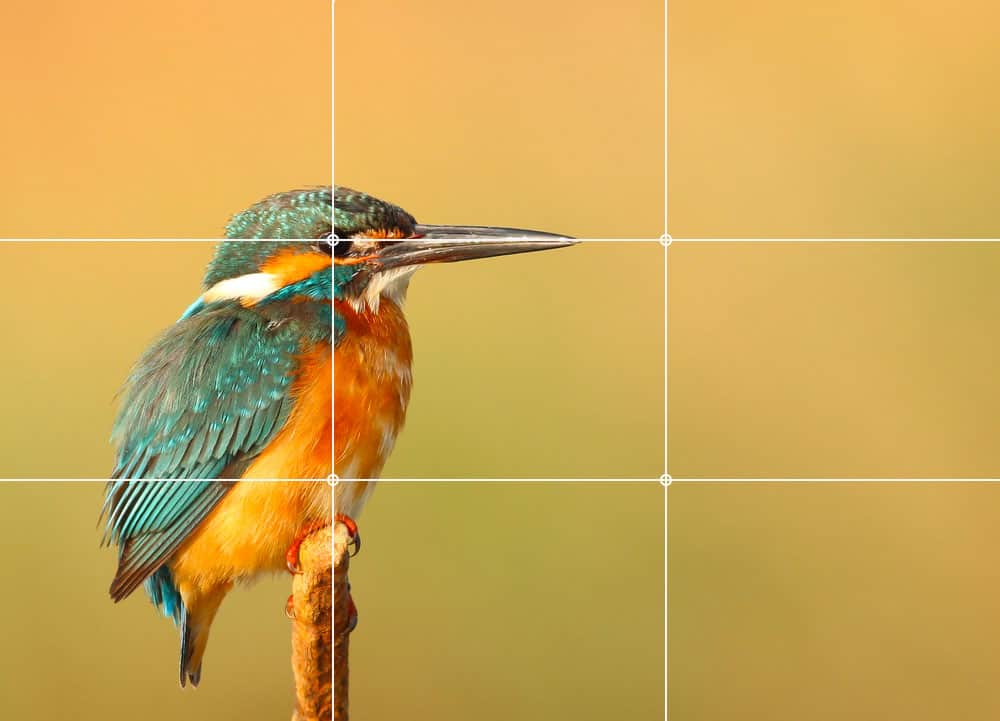 Understanding the Rule of Thirds in Photography (With Examples)