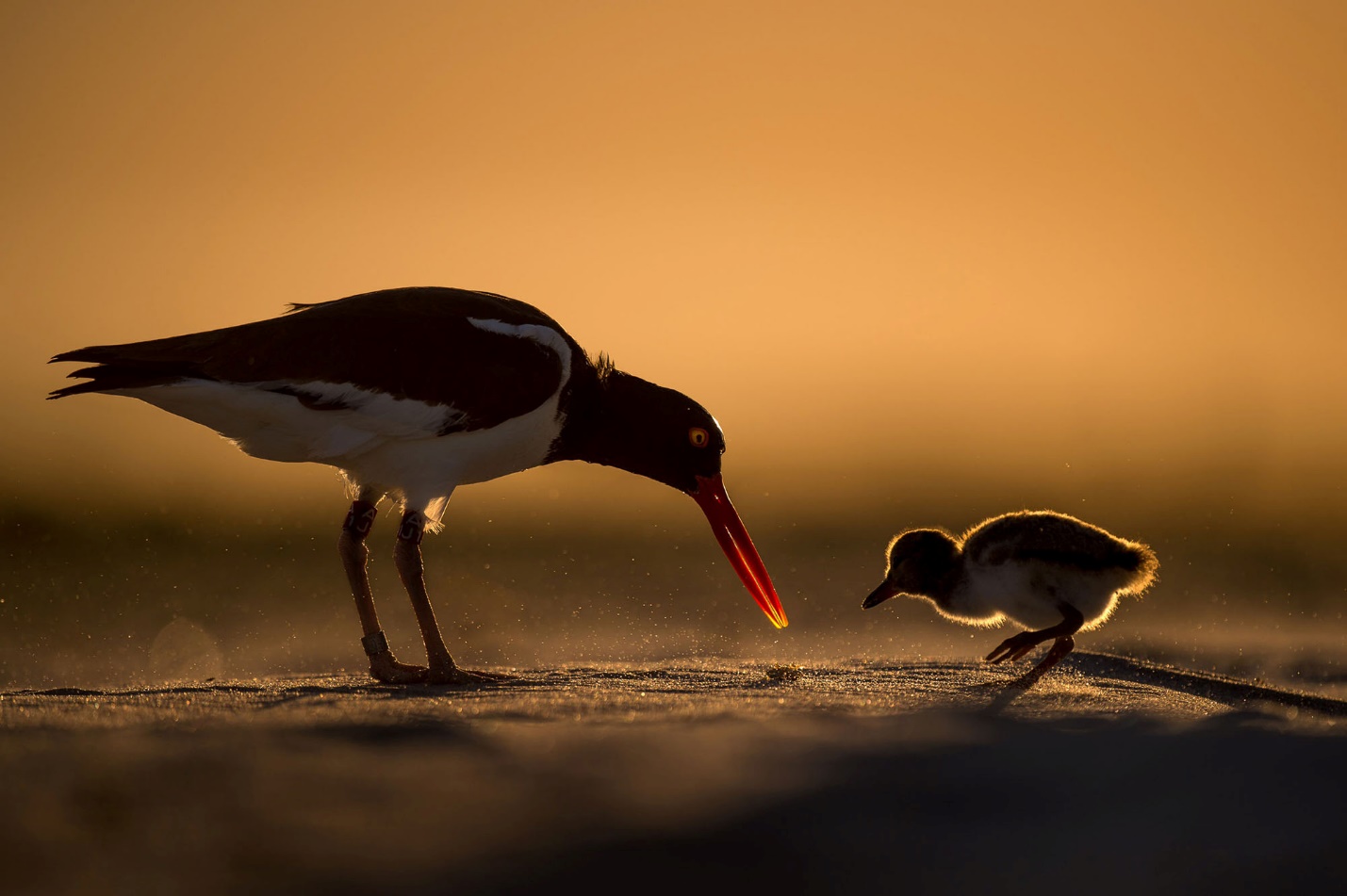 2018 Audubon Photography Awards - The Atlantic