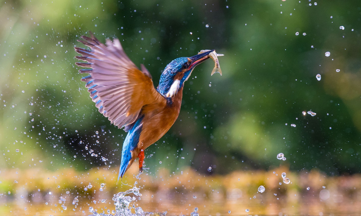 Why you need a proper camera for brilliant bird photography - Which? News