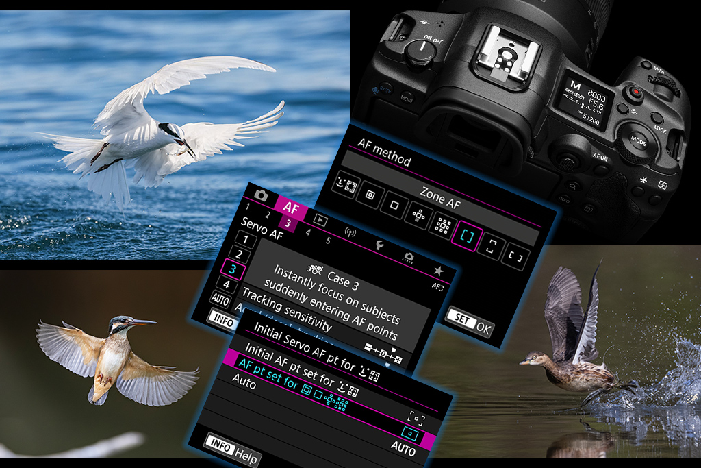Birds in Flight: Camera Settings to Increase Your Successful Shots